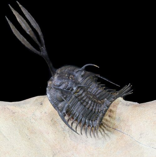 Superbly Prepared Walliserops Trilobite #51858